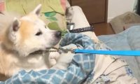 傲娇了8年的秋田犬，近期老想跟父亲一块儿睡，你還是我以前了解的你不？