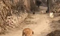 金毛回老家开启鸡飞狗跳模式,狗:要不抓只鸡都忘了老子是猎犬了