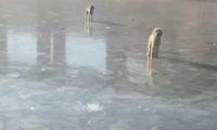 两只狗狗晚上走丢,第二天找到时脚都烂了!它们比主人还着急恐惧