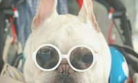 小宠物斗牛犬的身上这5点！许多人一直都误解了！