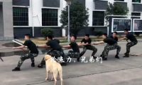 兵哥哥在拔河，狗狗也来帮忙，这样的胜利算不算作弊？