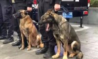 警犬追随主人家接警，結果太困打个哈欠，周围的狗狗反映笑喷人