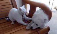 主人带狗去剪毛，回来后猫主子非常厌弃：丑拒，离我远点儿
