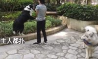 边牧犬进出电梯必扑人，训犬师上门纠正，变得一只猫都不敢扑了