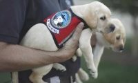小小的工作犬第一日入岗的样子,明确并不是来装萌的?