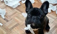 斗牛犬爱翻垃圾桶，主人家居然那样做，吓得狗子撒腿就跑！