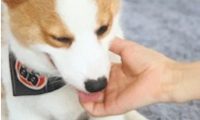 柯基犬的“基因”有多强大网友永远都摆脱不了的小短腿