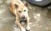 狗狗吐着舌头扮鬼脸,男子本觉得很滑稽,仔细一看却笑不出来