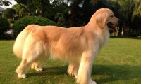 “肢解金毛犬、宠物狗被杀”等事件频频发生，动物保护法立法迫在眉睫