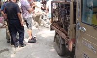 江苏:狗场淘汰的宠物狗去哪了?狗肉车上满是宠物狗,狗场主:已经没价值了