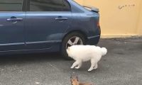 狗狗走路姿态“独特”,引来伙伴盲目跟风效仿,搞怪脚步令人笑翻