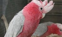 粉红凤头鹦鹉身份信息