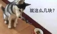 主人家想让二哈减肥瘦身,饭里少放了几片肉,二哈冲着主人家作出这小表情