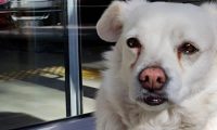 狗狗见主人不适被救护车送走,竟一路追到医院门外