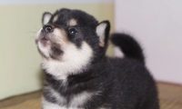 被主人带着来超市的柴犬,看到香肠一脸兴奋:妈,我就要买那个!