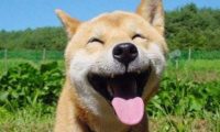 遛狗不栓绳，业主起争执，狗主人：毛孩子比你娃金贵，结果傻眼了