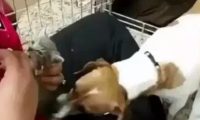 狗狗养了窝小奶猫，还不能给接种疫苗，就想要知道是不是你外边有猫了