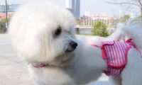 当狗狗穿上生理裤也太萌啦吼吼ʕ ᵔᴥᵔ ʔ