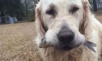 自力更生 | 黄金猎犬用面包屑当饵 不只钓鱼还钓乌龟