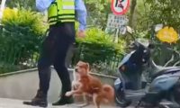 交警吹口哨拦电动车，流浪狗却抱着他的大腿不让走