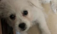 小狗狗被女孩当垃圾一样丢掉，追过去被主人踢到原处委屈的快哭了