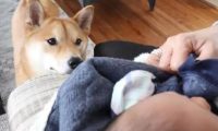 柴犬今年才3岁,却因照顾宝宝走红,主人:比我还有耐心
