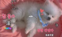 我家博美两个多月，一直特别喜欢狗狗猫猫，又不敢养害怕又花钱又没时间