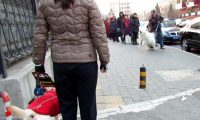 狭路相逢,萨摩耶挑衅导盲犬,导盲犬:你叫累了我再走