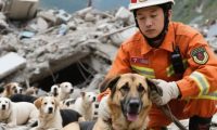 泪目!汶川地震17年后,汶川地震搜救犬全部离世,它们的功勋永存