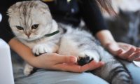 男子暂时收养流浪橘猫，不料橘猫成功讨好家里猫狗：留下它