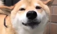 正喝水的柴犬看见宠主后,开心的笑了起来,幸福的样子让人羡慕