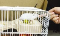 仓鼠咬伤后要注射狂犬疫苗吗？福州多名孩子被仓鼠咬伤