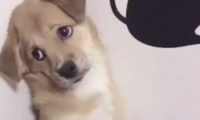 小狗咬坏新凉拖，主人家气恼想处罚它，小狗施展个目光却优柔寡断了