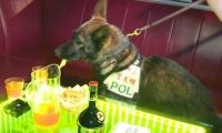 缉毒犬值勤嘴馋 偷吃2根薯条