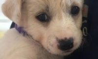 上海免费领养狗狗是真是假 |