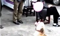 狗狗商场大门口顶气球，顶了十几次，沒有一次气球落地式！
