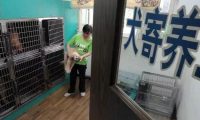 兽医坦诚:这几件事,宠主不要做,会让狗狗伤透心的
