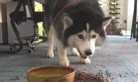 主人踢倒二哈的犬粮,狗狗龇牙大吼,下一秒的行为令人笑喷了