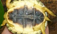 犁沟木纹龟身份信息