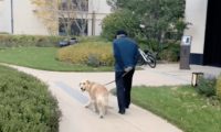 金毛嫌弃爸爸遛狗太慢，从他手中抢来牵引绳递给主人！太聪明了吧