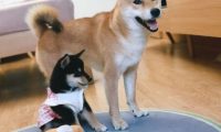 柴犬当上“亲哥哥”以后,它积极照料“亲妹妹”,还带它一块玩