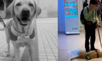 香港一导盲犬在商场内晕倒去世,引发社会对视障者和导盲犬的关注和反思