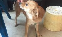 流浪犬被热心人收养，还认为有一个长期饭票，殊不知二天后又沦落街边