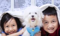 独自游荡在大街上的小奶狗，小男孩看见后放心不下