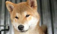 狗狗被捕兽夹夹坏双腿 伤口只剩白骨触目惊心
