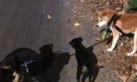 柴犬散步被小黑狗围攻，结果它的反应笑喷了