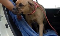 狗狗走两百公里找回家,却换来主人的拒绝