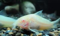 白鼠鱼身份信息