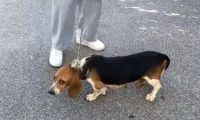 比格犬也难免沦为烂脖子交易品,狗主:想养狗就买,不养就卖