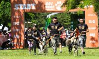 人犬合作征战障碍赛!狗巴迪勇士赛首站登陆北京